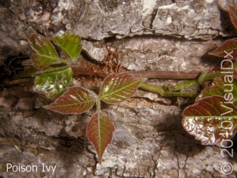 This image displays the grouping of three leaves with irregular edges typical of poison ivy.